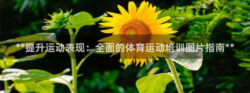 耀世娱乐如何登录账号和密码：**提升运动表现：全面的