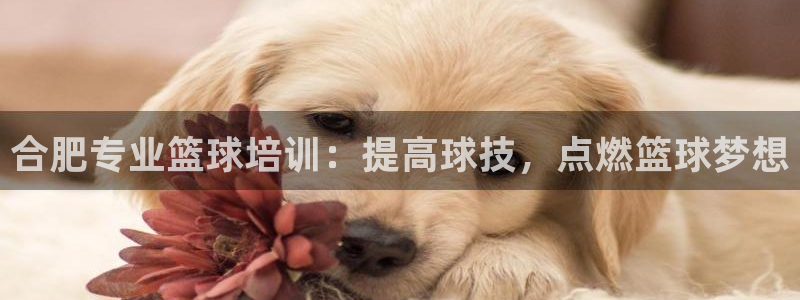 耀世幻主：合肥专业篮球培训：提高球技，点燃篮球梦想